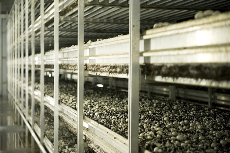 Thousands of white button mushrooms in beds of soil in a growing house