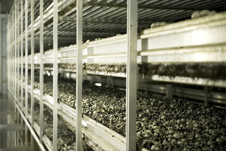 Thousands of white button mushrooms in beds of soil in a growing house