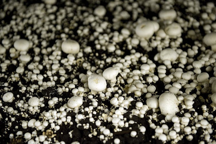 Hundreds of white button mushrooms growing in soil
