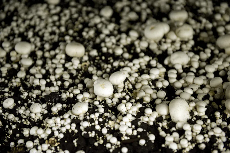 Hundreds of white button mushrooms growing in soil