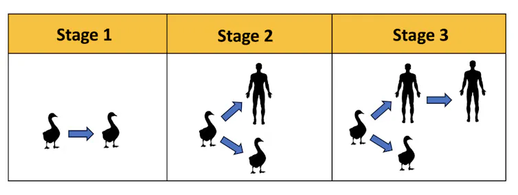 Diagram depicting three stages, the first of bird to bird, the second bird to human and duck, and the third duck to duck and human to human