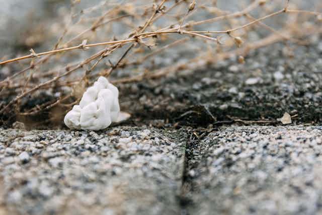gum on paving near plant