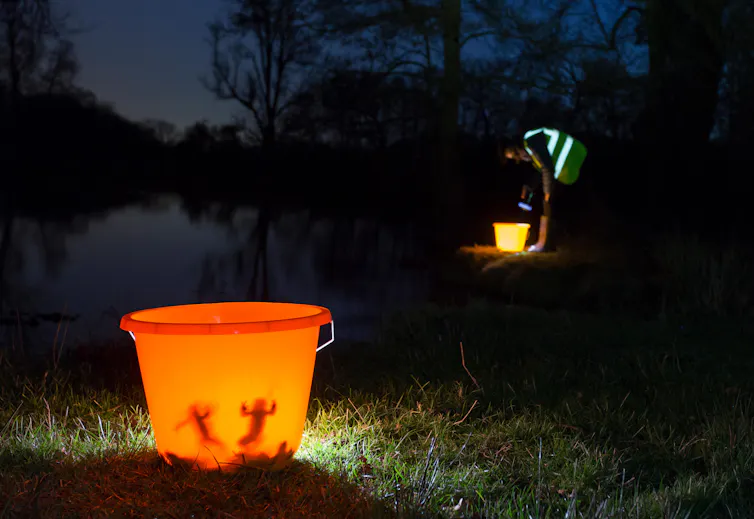 Toads illuminated in a bucket at night. A volunteer bends over another bucket in the background.