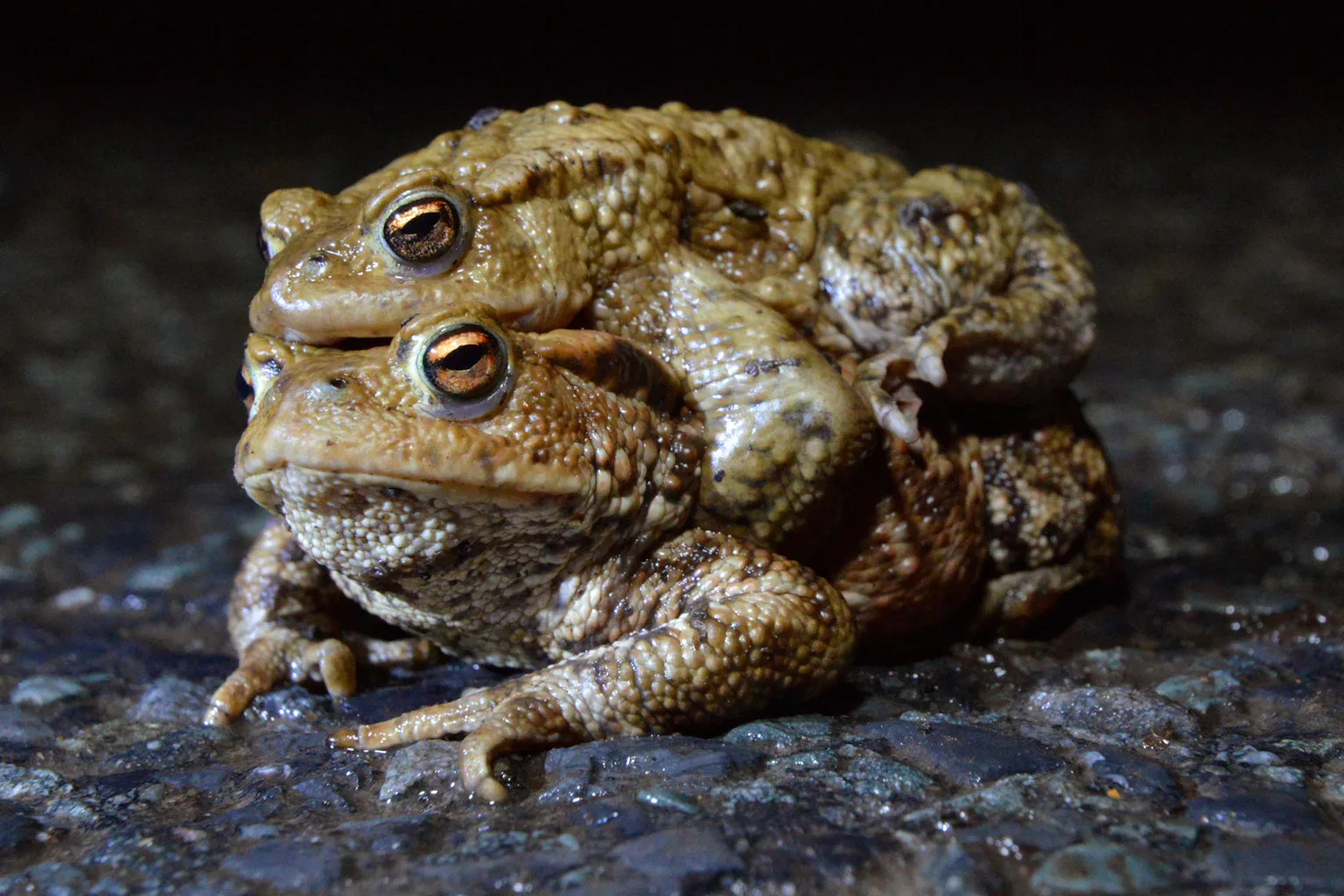 Orginal Toad Toad patrol volunteers are ensuring frisky amphibians can cross the ...