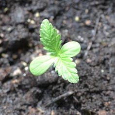 5 tactics hashish can give a contribution to a inexperienced long run 1 file 20250310 56 edtp2g.jpeg?ixlib=rb 4.1