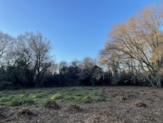 field with anthills