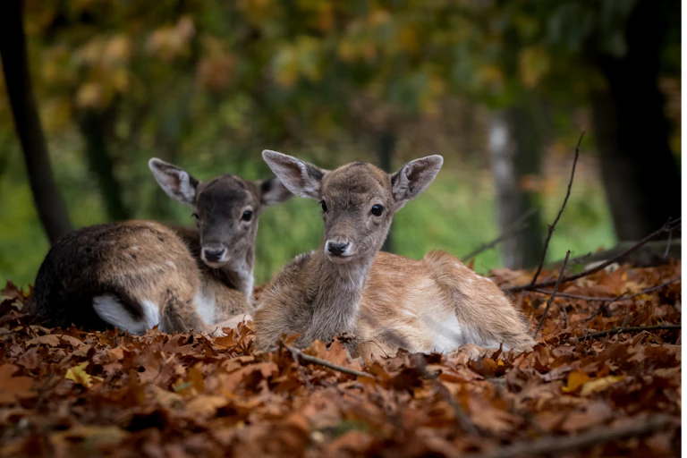 Two fallow deer sitting in fallen leaves.
