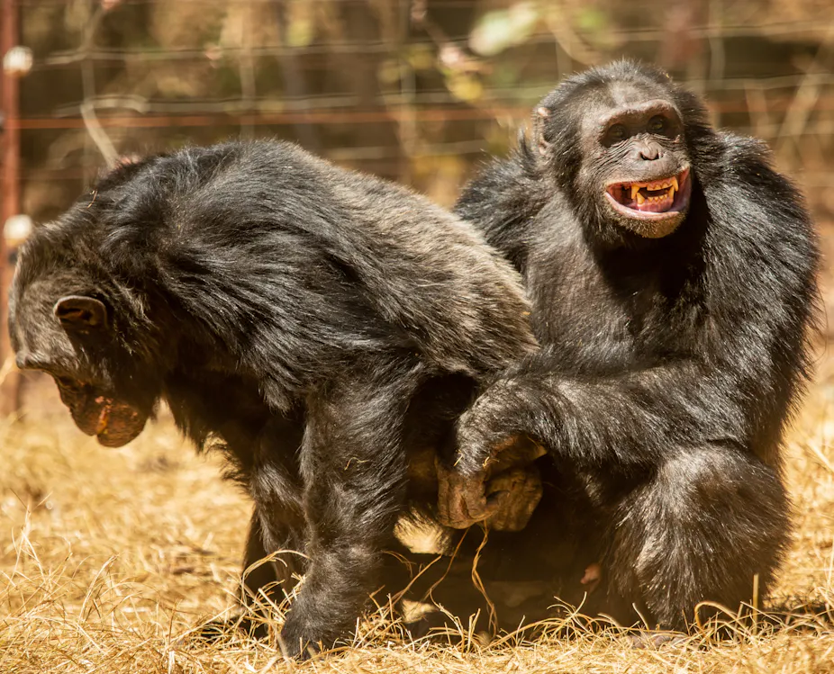 Inside the sex lives of chimpanzees: it’s about much more than just ...