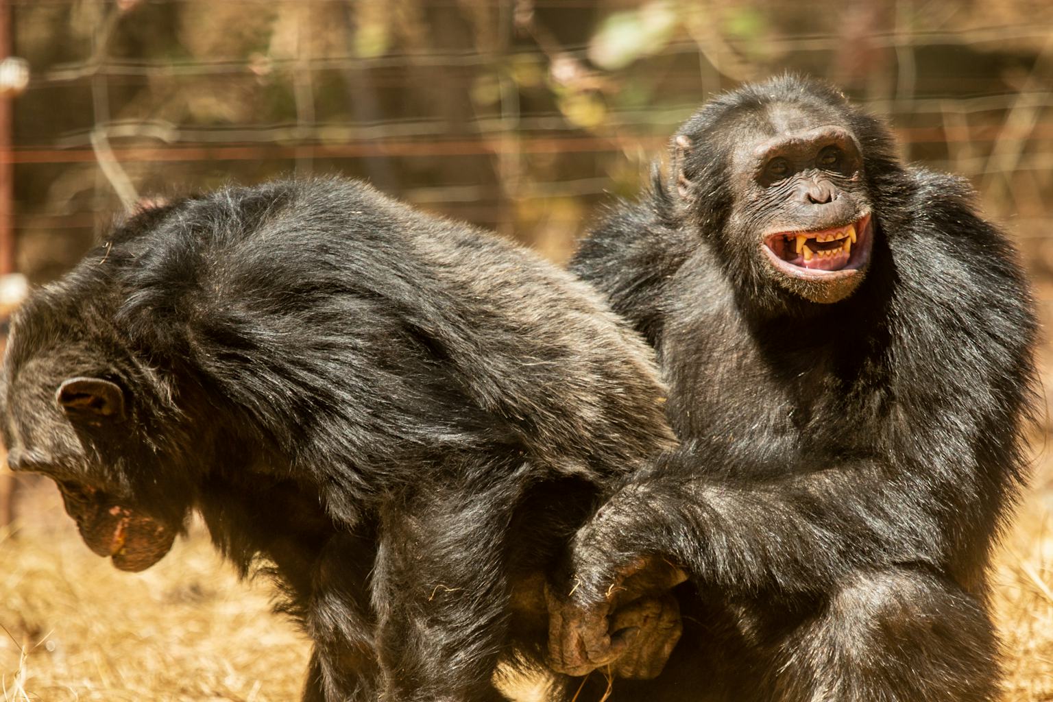 Jinsiy aloqa mashinasi ishlab chiqarish diagrammasi Birinchi odamdan chiroyli anusni sikish