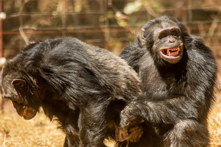 A male chimp holding the genitals of his close male ally