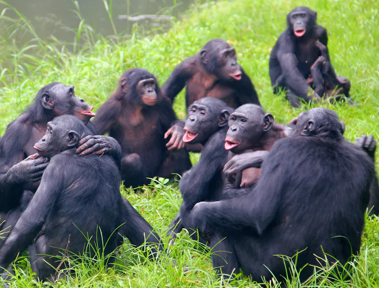 Group of bonobos by a river bank