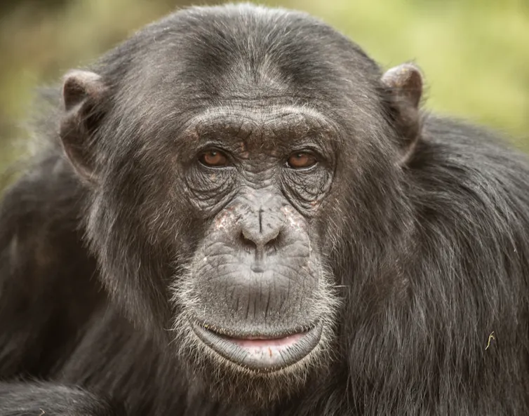 Doug, the alpha chimp