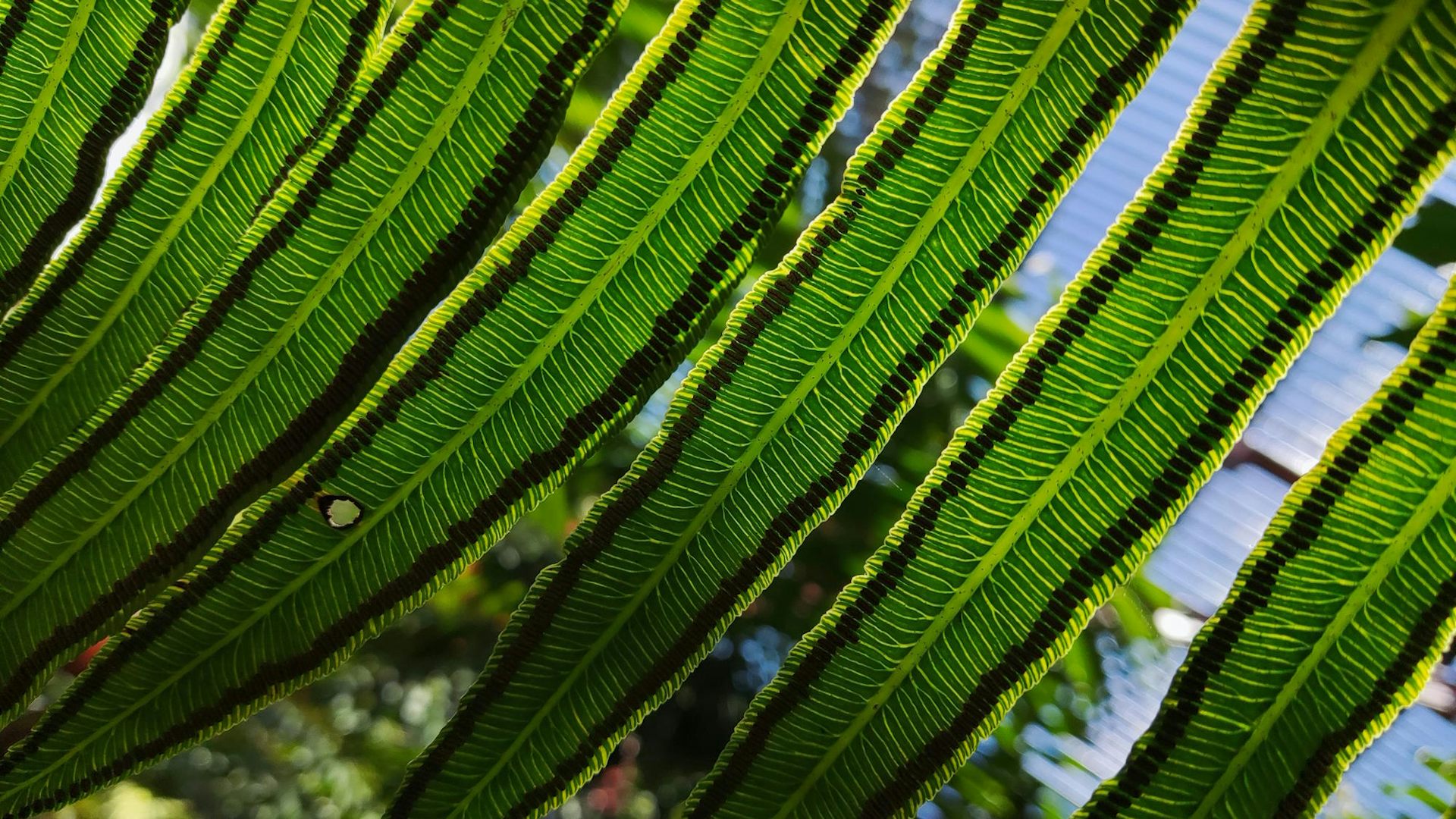 Foto da parte inferior de uma samambaia