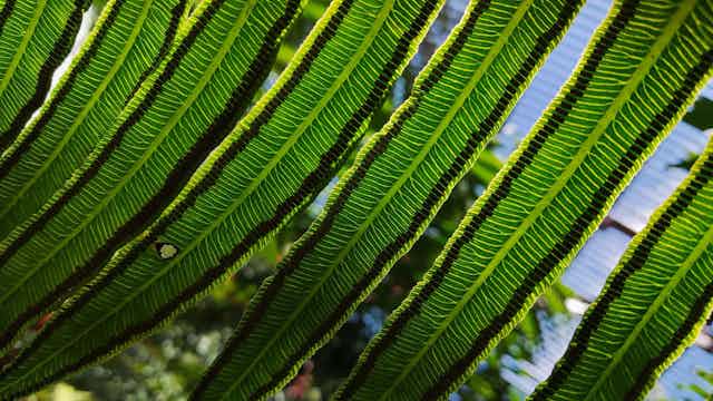 Foto da parte inferior de uma samambaia