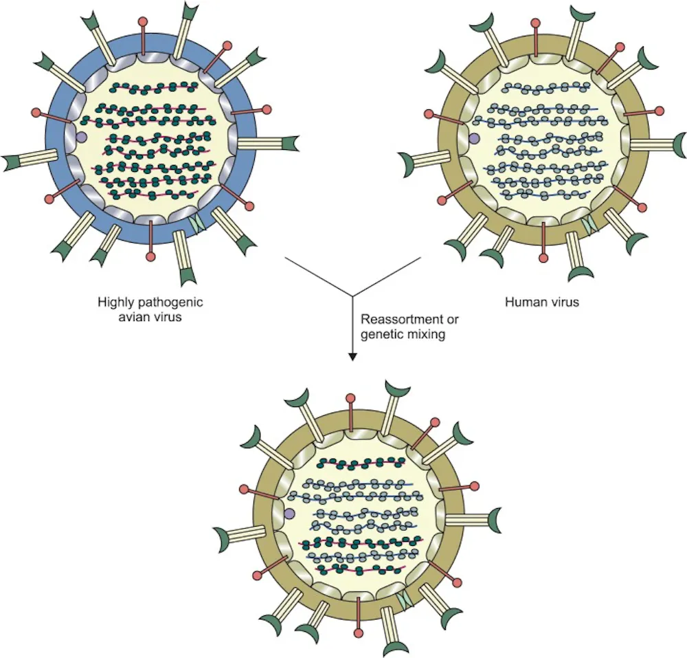 Bird flu on the cusp of transmitting between humans - Healthed