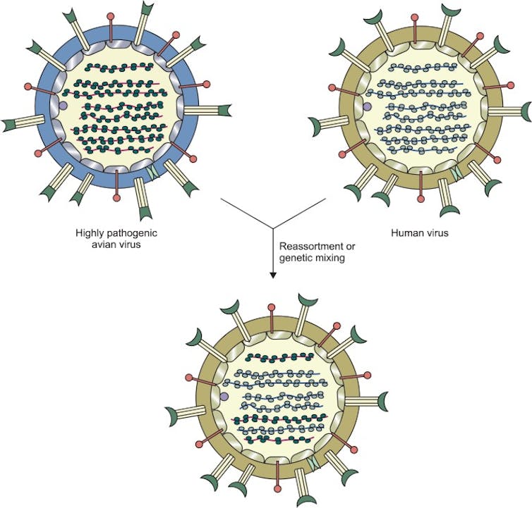Diagram showing a virus with genetic strands derived from two other viruses