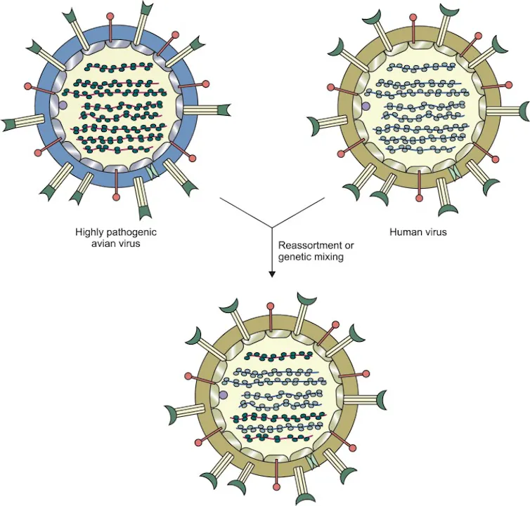 Diagram showing a virus with genetic strands derived from two other viruses
