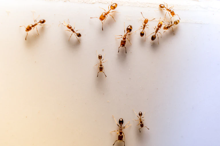 Ants climb along an indoor surface.