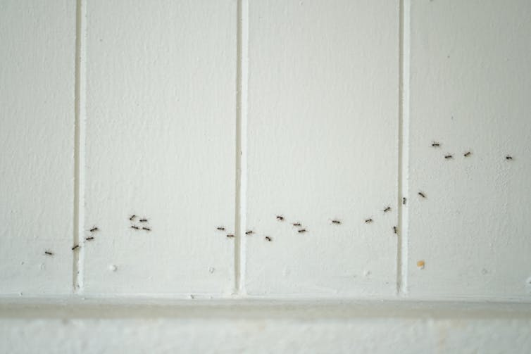 Ants walk along a vertical wall.