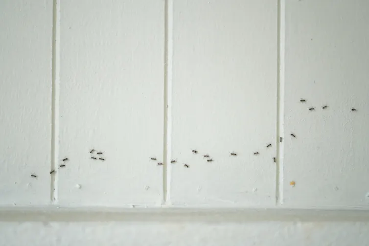 Ants walk along a vertical wall.