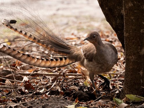 Australia’s superb lyrebirds ‘farm’ the forest floor to increase their prey – a behaviour rarely seen in nature