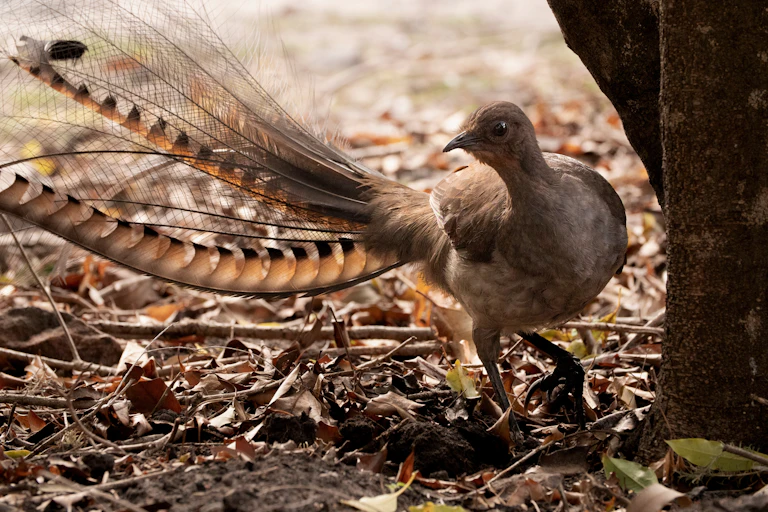male superb lyrebird