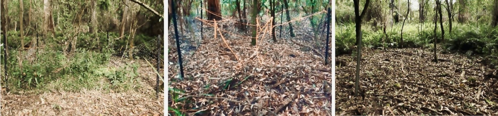 three research plots in bush