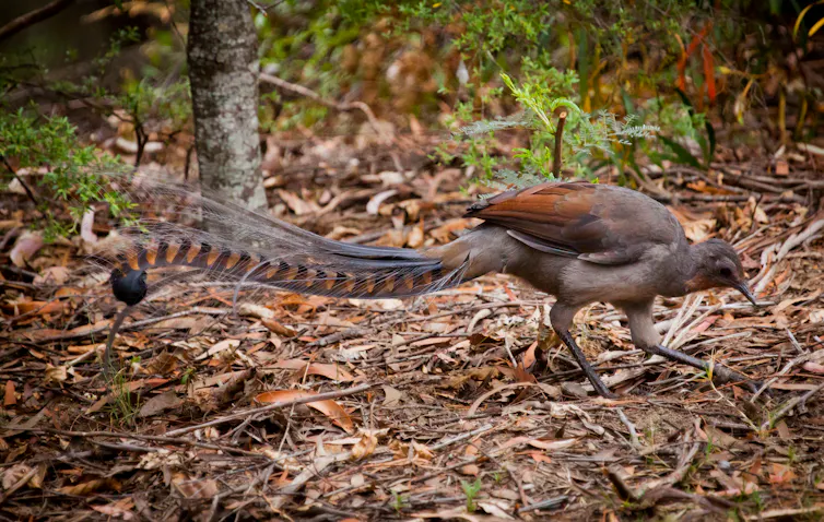 lyrebird foraging