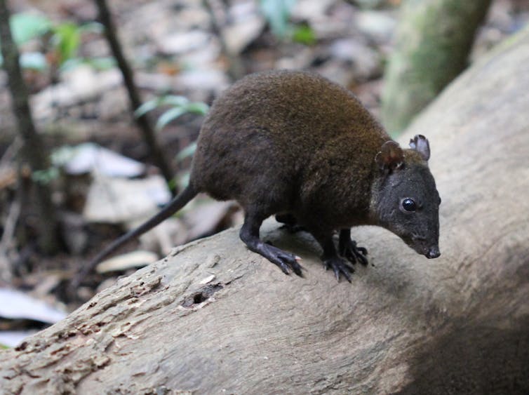 A dark brown marsupial with a pointy nose perched on a fallen tree.