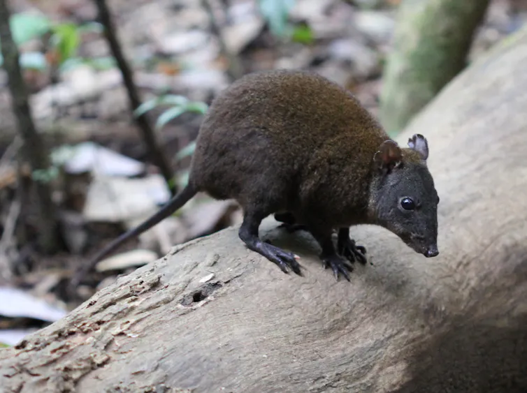 A dark brown marsupial with a pointy nose perched on a fallen tree.