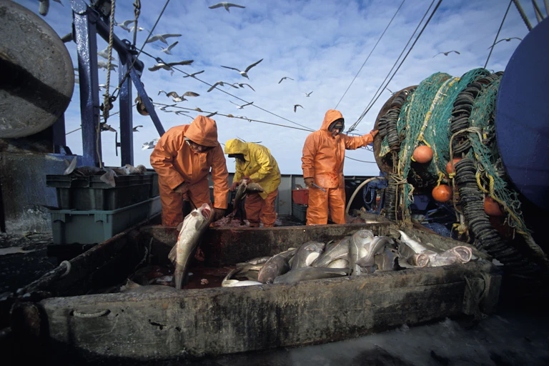 Fishers sort cod on a trawler.