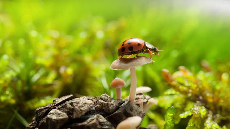 A ladybird sits on top of a tiny white mushroom.
