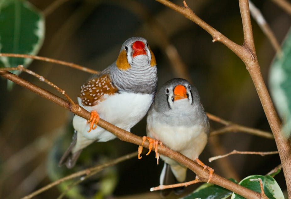 Bad Parenting Could Give Zebra Finches The Evolutionary Edge,Morgan Horse Black