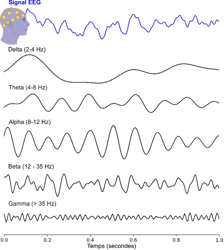 L’activité du cerveau enregistrée par électroencéphalographie (EEG, tracé en bleu) peut être découpée en différentes signaux correspondant à différentes bandes de fréquences (tracés en noir), de la plus lentes (delta) à la plus rapide (gamma)