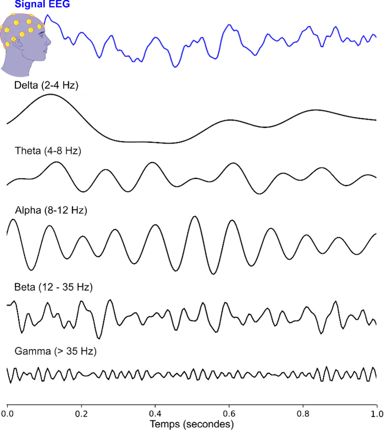L’activité du cerveau enregistrée par électroencéphalographie (EEG, tracé en bleu) peut être découpée en différentes signaux correspondant à différentes bandes de fréquences (tracés en noir), de la plus lentes (delta) à la plus rapide (gamma)