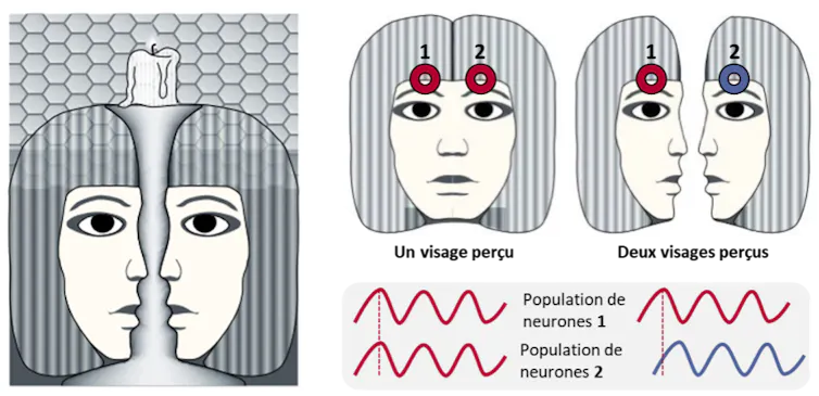 Lorsqu’on regarde cette image, on peut alterner entre la perception d’un unique visage (caché derrière le chandelier) ou de deux visages qui se font face. Deux populations de neurones traitant deux parties de l’image (matérialisés par deux cercles) se syn