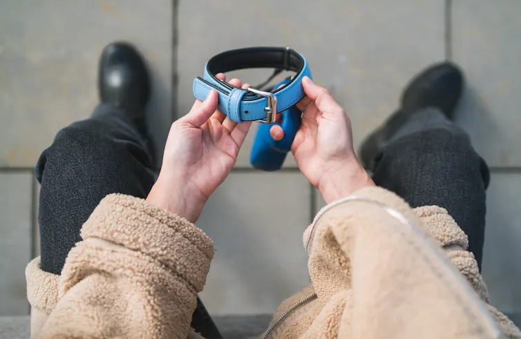 close-up of a person's hands holding a dog collar