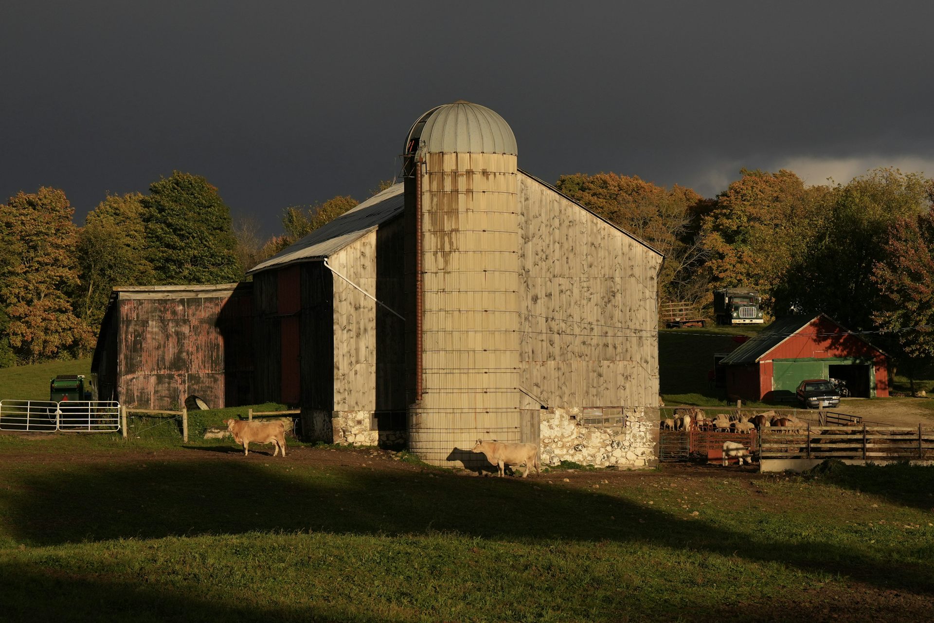 Cows graze outside a barn