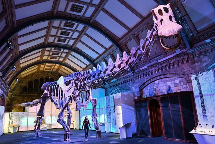 The reconstructed skeleton of a _Patagotitan_ in a museum hall.