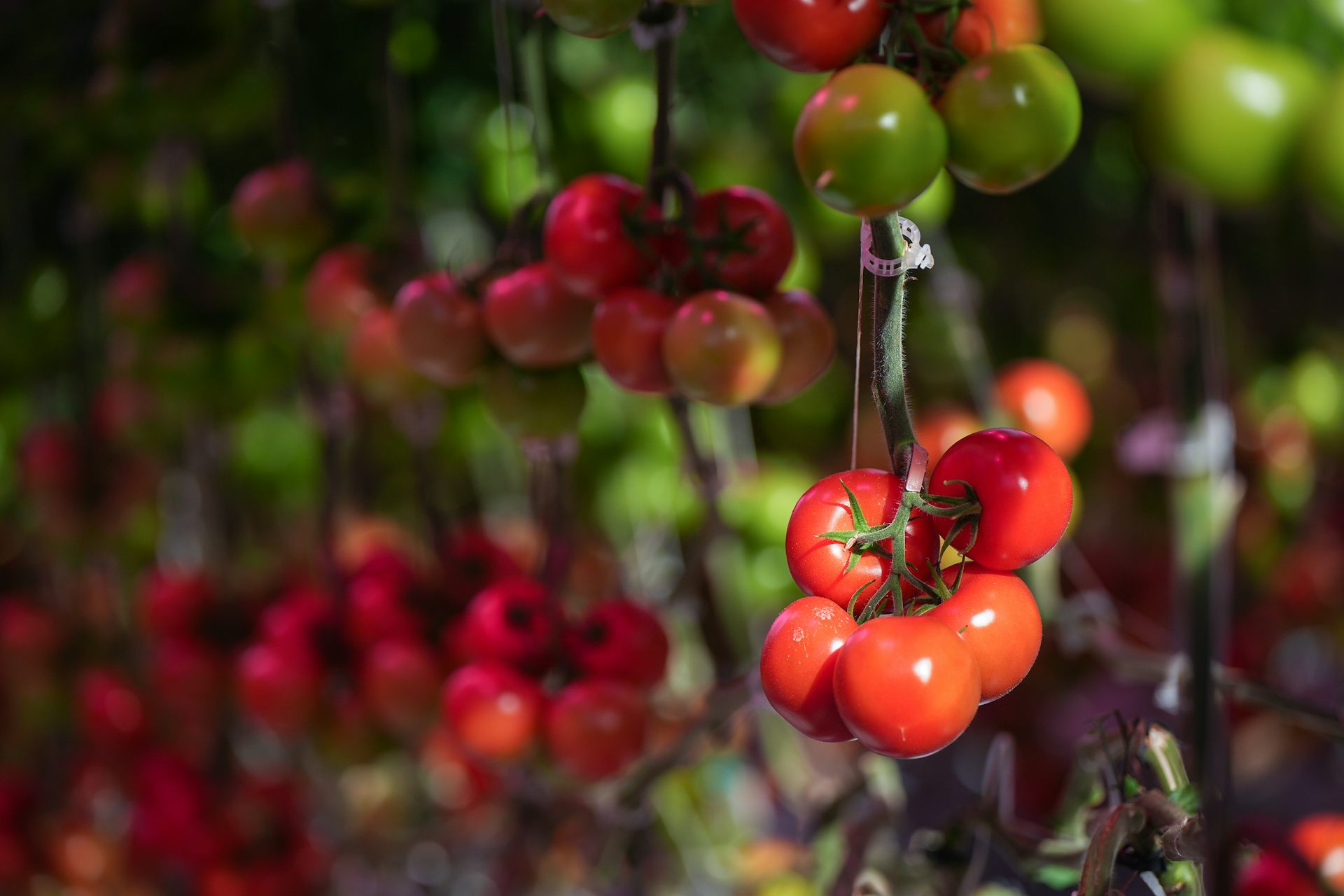 Canada’s local food system faces major roadblocks without urgent policy changes