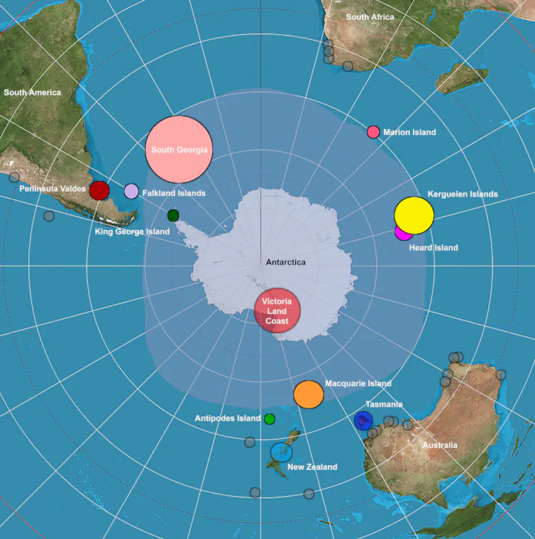 This graph shows living (solid circles) and extinct (opaque circles) southern elephant seal populations and the extend of sea ice around Antarctica (opaque blue-grey) at the height of the last Ice Age.