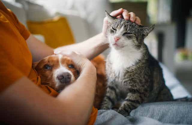 a person sitting on a couch with a dog and a cat sitting on his lap