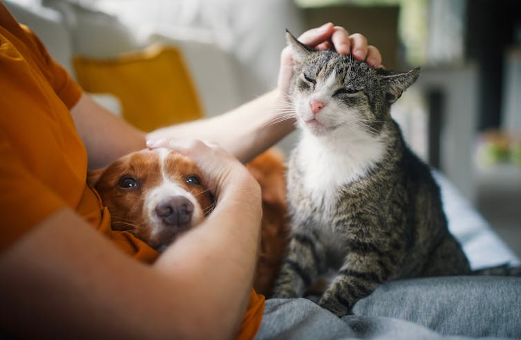 Grieving a Pet Is Real – and We Should Treat It That Way 2 file 20250311 56 l11a1a.jpg?ixlib=rb 4.1