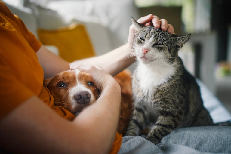 a person sitting on a couch with a dog and a cat sitting on his lap