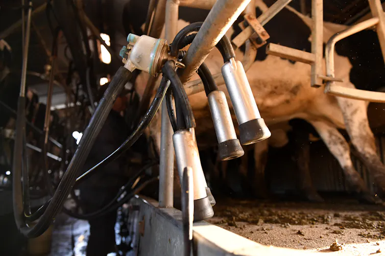 vacuum pumps for milking cattle.