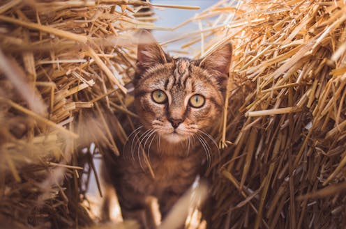 Working dogs and horses have tax-deductible upkeep. But Australia’s thousands of working cats go unrecognised