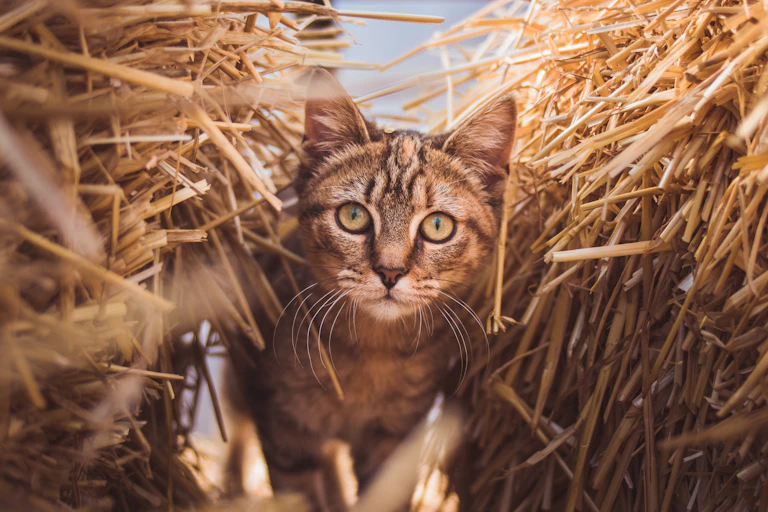farm cat hunting mice.