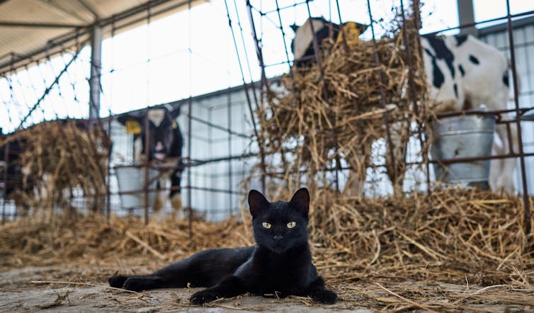 cat and cow on farm.