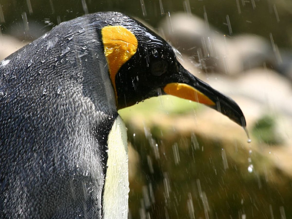 Penguin Vs Guerilla Marketing In Ad Land S Christmas Rush