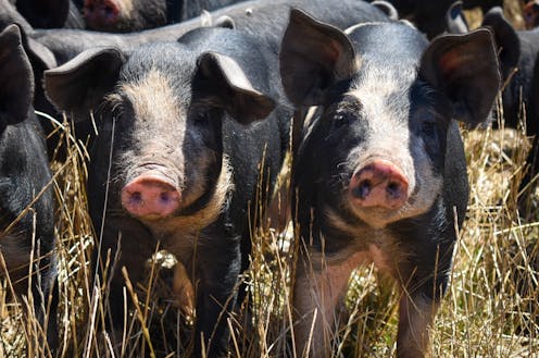 Hundreds of livestock breeds have gone extinct – but some Australian farmers are keeping endangered breeds alive